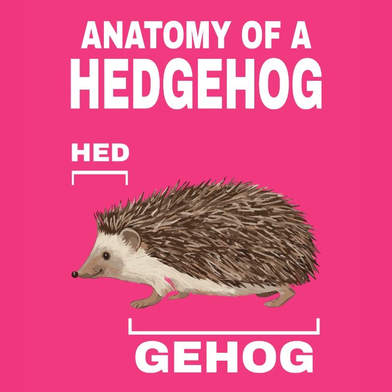 Anatomie d’un hérisson HED GEHOG hérisson avec mignon