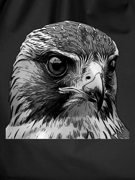 Falcon Bird