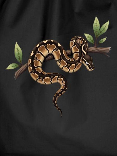 Königspython Schlangen Liebhaber Terrarium Python