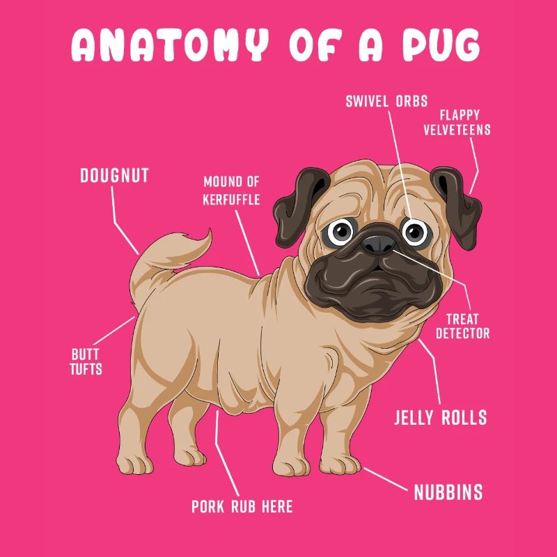 Mops-Anatomie