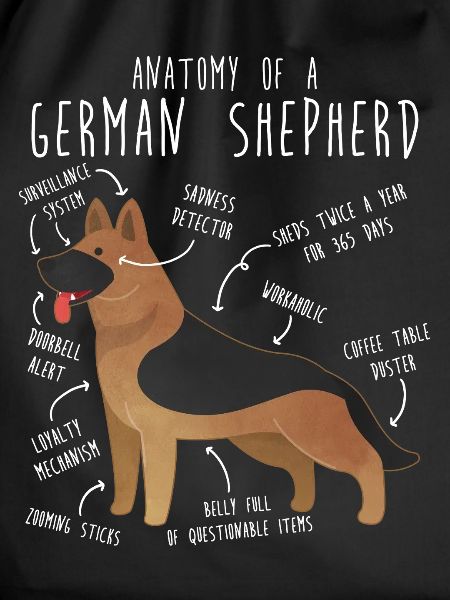 German Shepherd Dog Anatomy