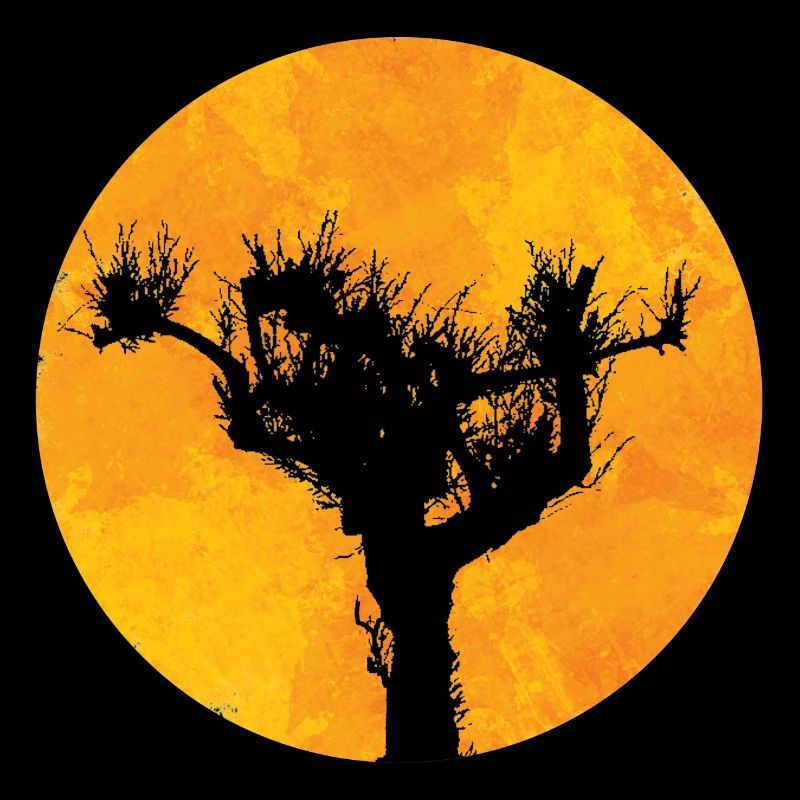 Pine in the sun