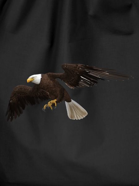 Aigle
