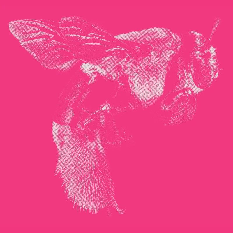 Bee bees design