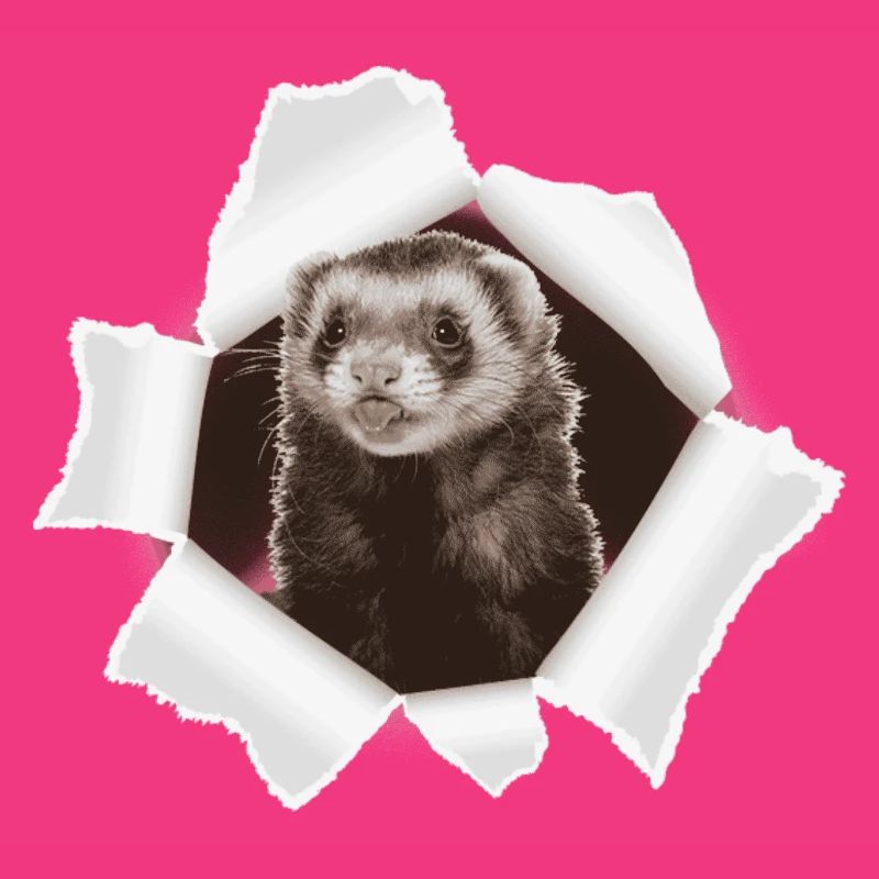 Weasel looking through hole