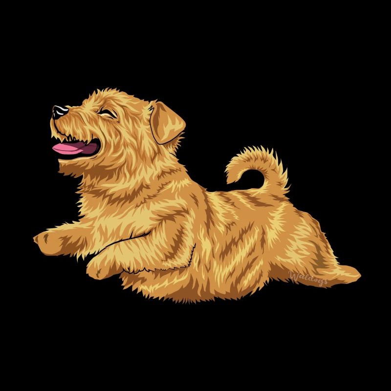 Norfolk Terrier 2