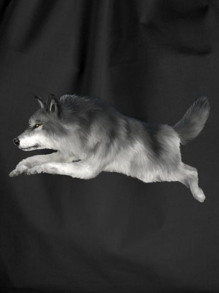 Grey wolf runs