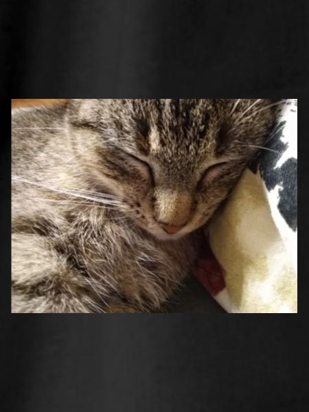 cat, kitten, kitty