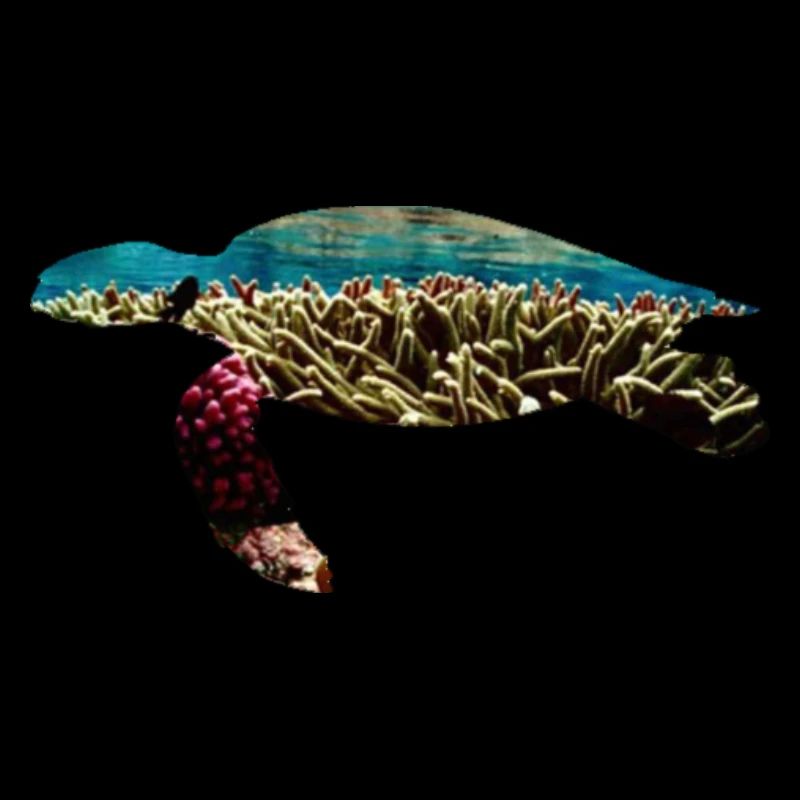 Turtle coral reef