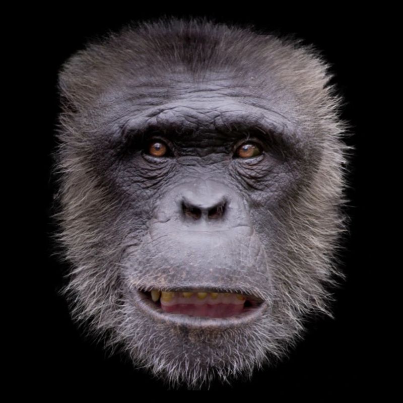 Monkey face costume funny animal monkey gift