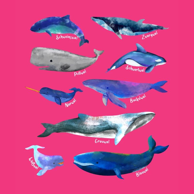 Dessins de baleines - diverses espèces de baleines