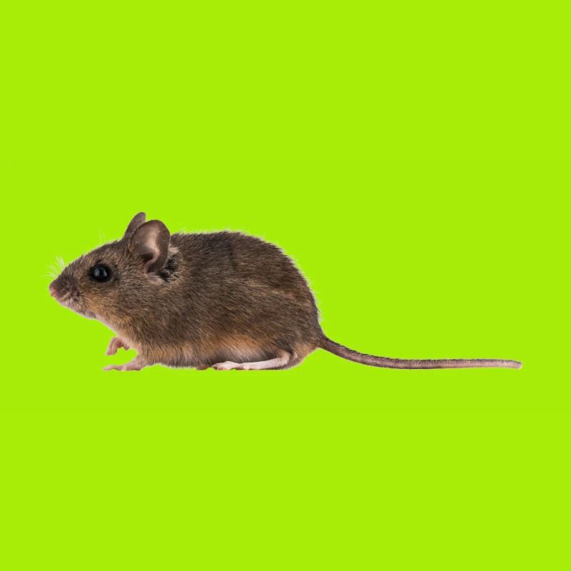Une souris