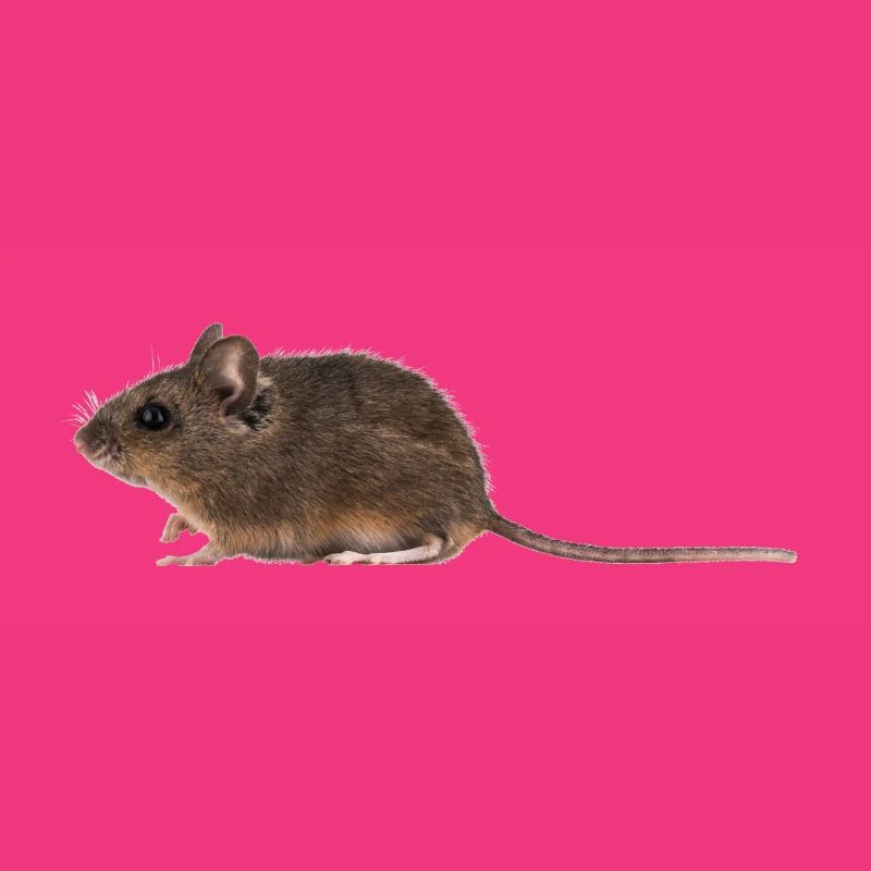 A mouse