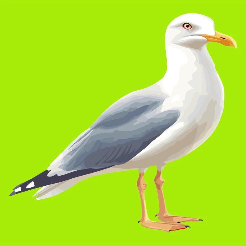 Küstenwolken Möwe