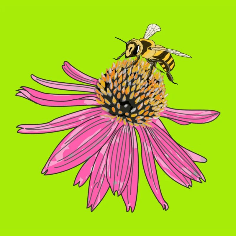 Echinacea, coneflower, bee