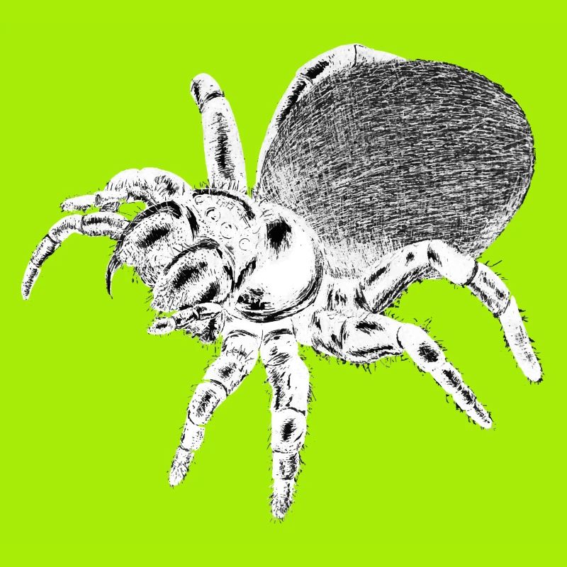 Spinne - Insekt