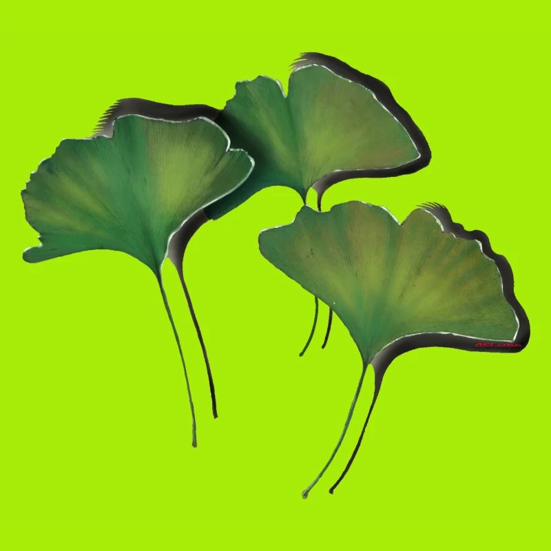 Ginko leaves/Ginkgo leaf