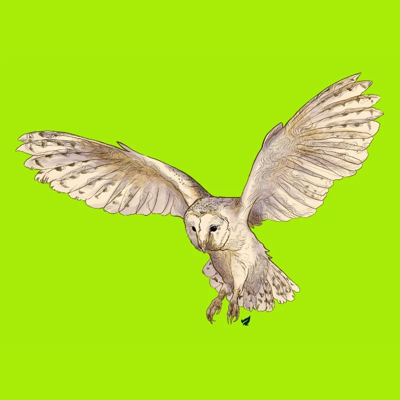 Wunderschöne Schleiereule im Flug
