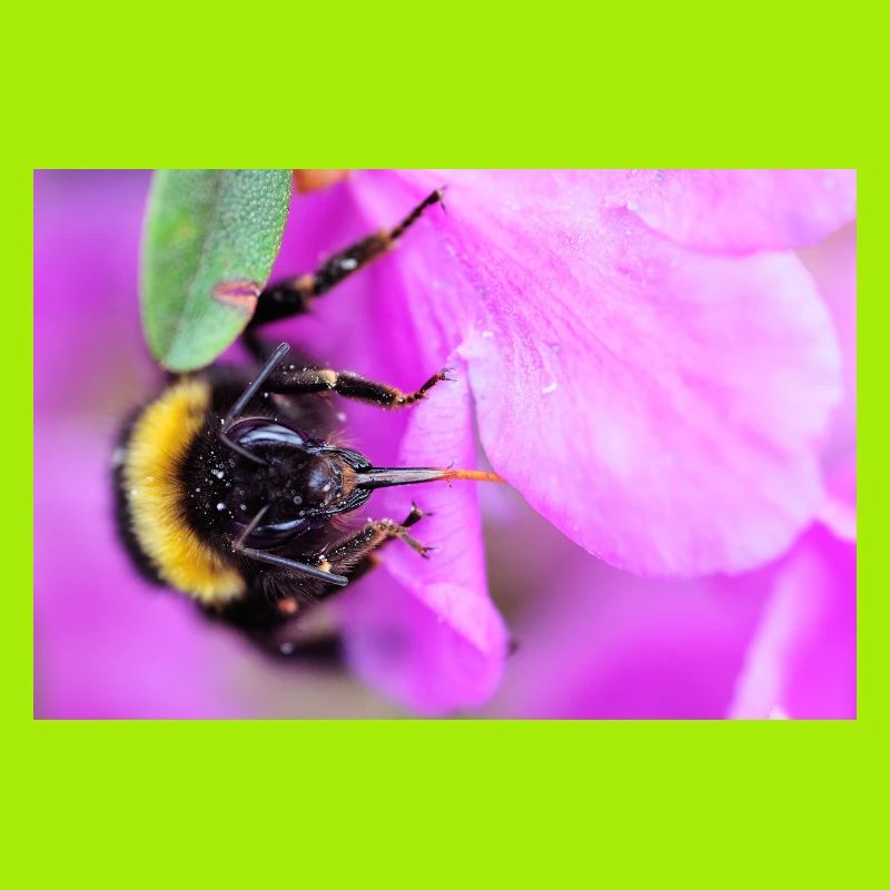 Bee on the violet