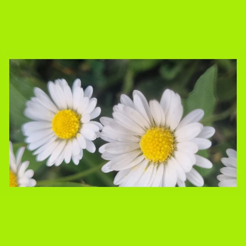 Gänseblümchen Frühlingsflair