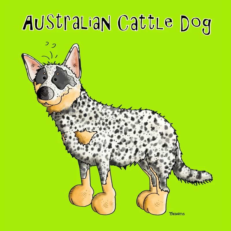 Bouvier Australien - Australian Cattle Dog