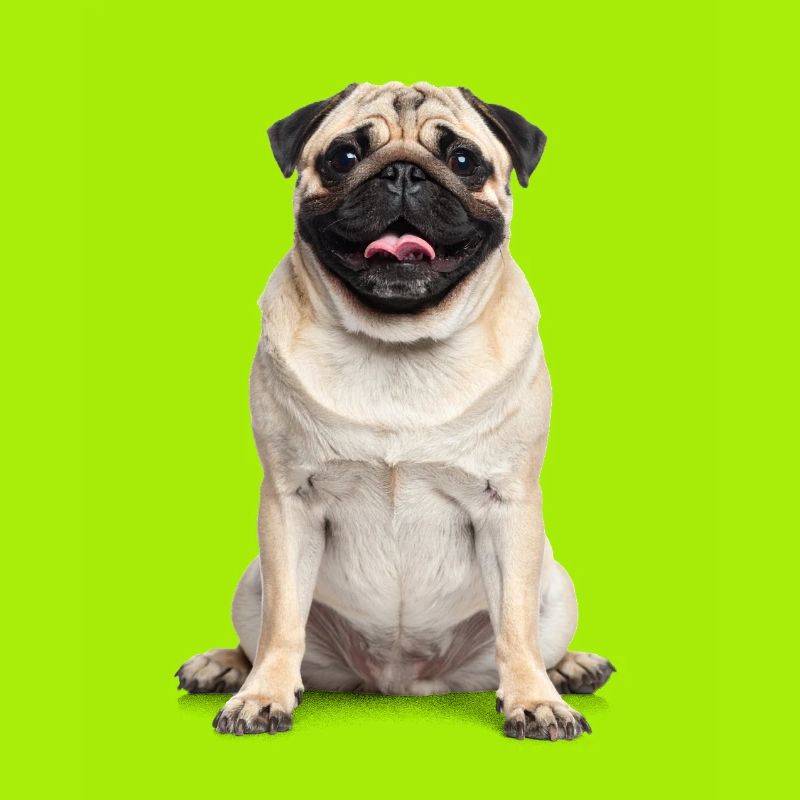 Mops – Charmant, knuffig & voller Liebe!