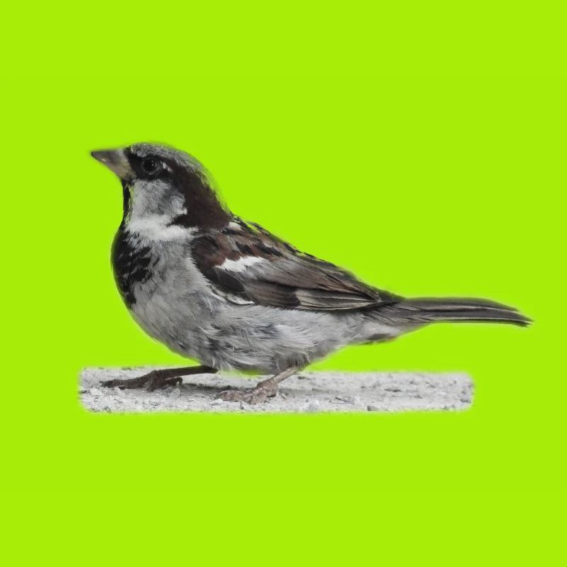 Spatz Vogel