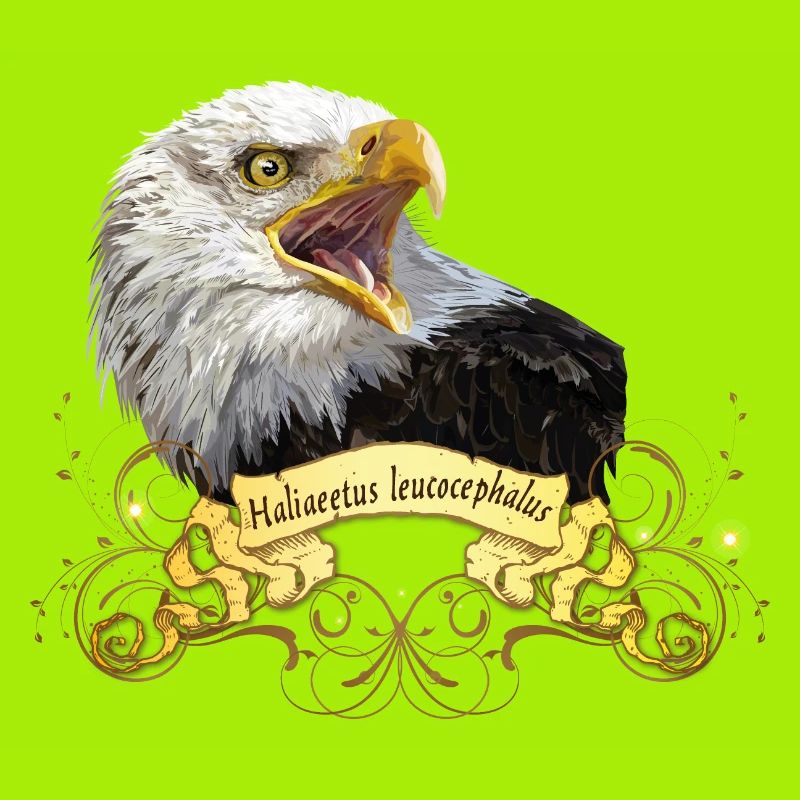 Bald eagle