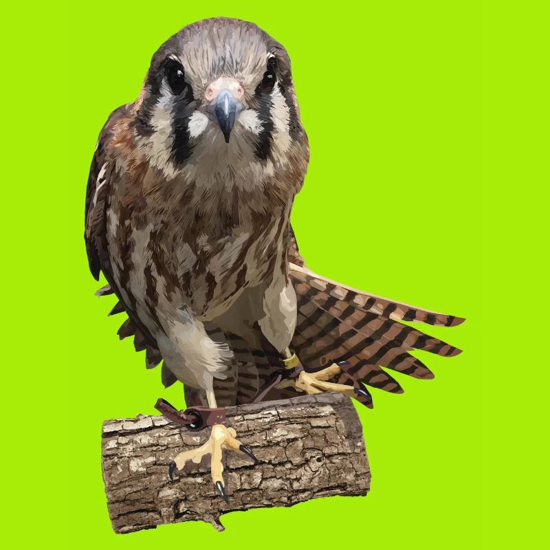 Turmfalke