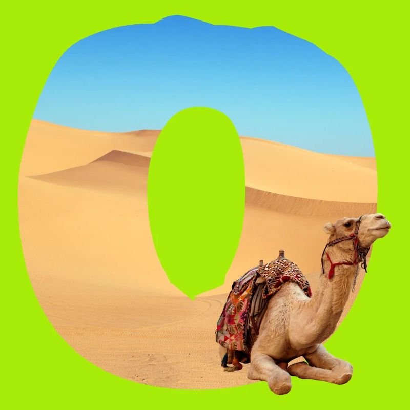 désert avec kamel o