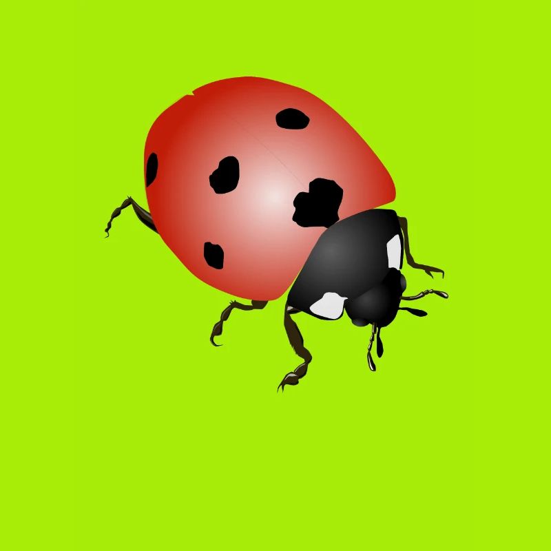 Ladybug