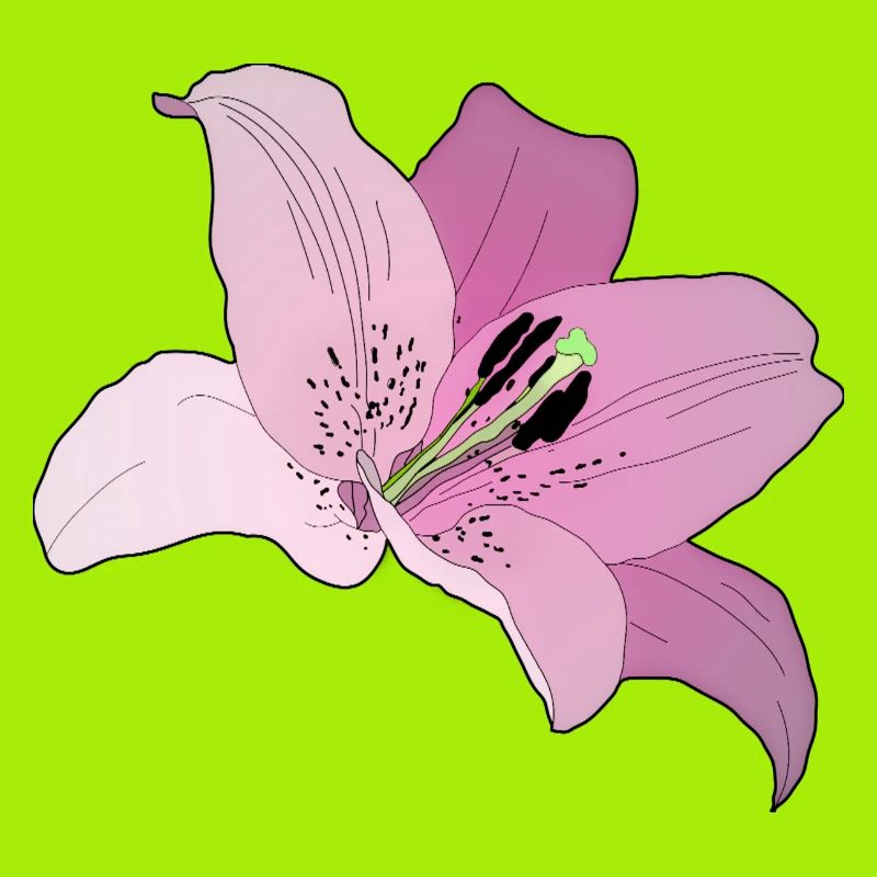 Rosa Orchidee
