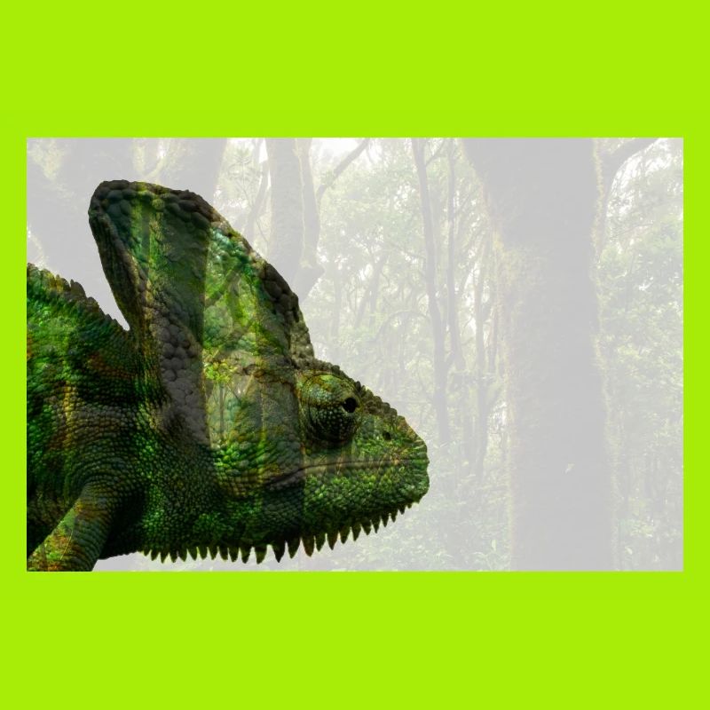 Caméléon voilé