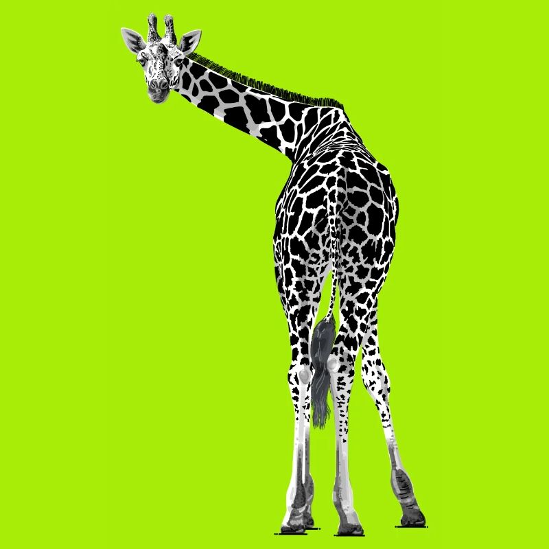 Giraffe greets friendly