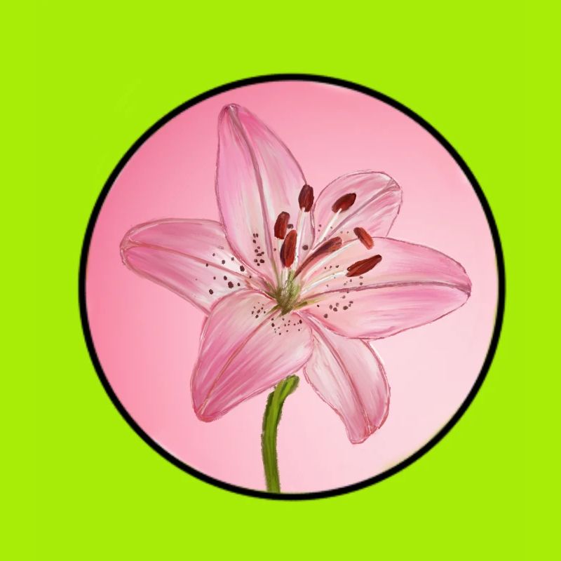 LilyDream