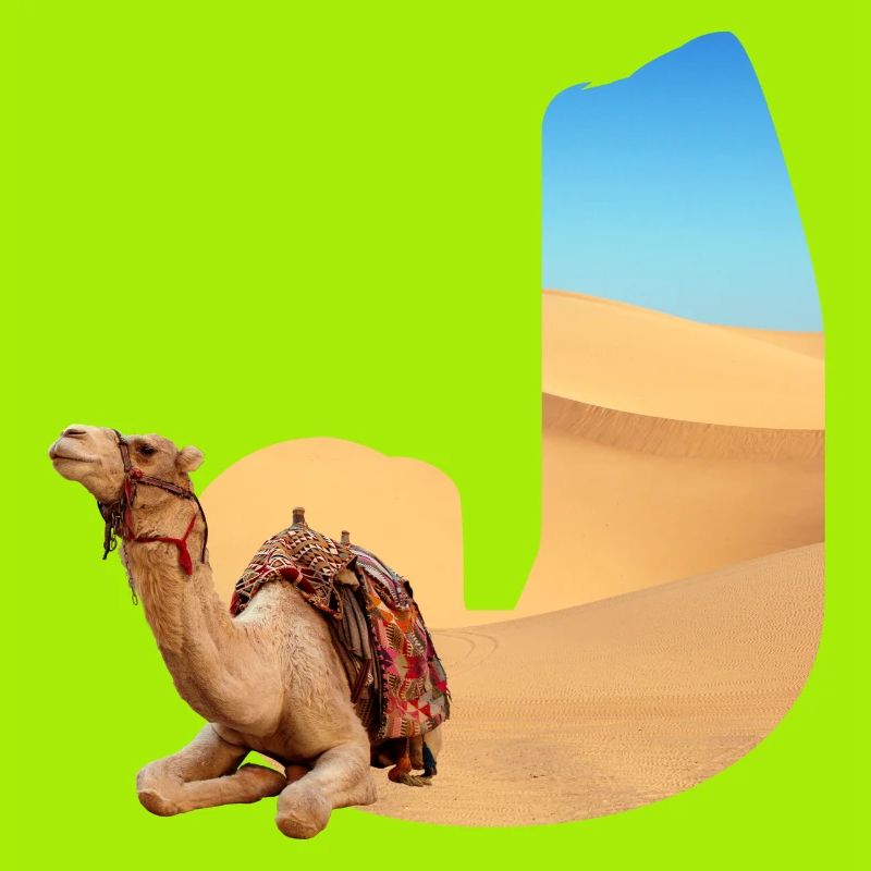 wüste mit kamel j