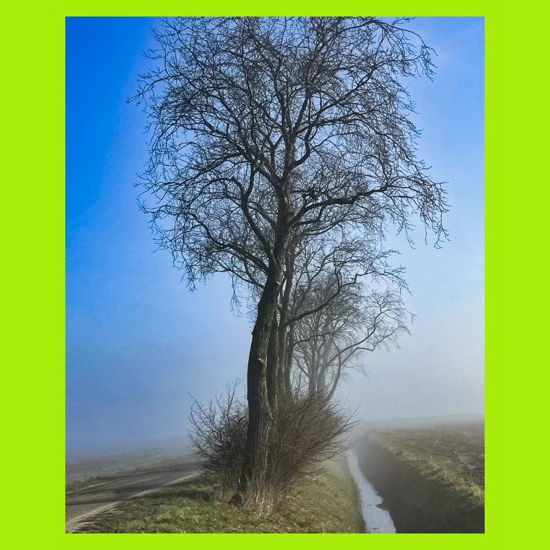 Lonely tree in morning mist