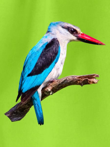 Woodland_Kingfisher