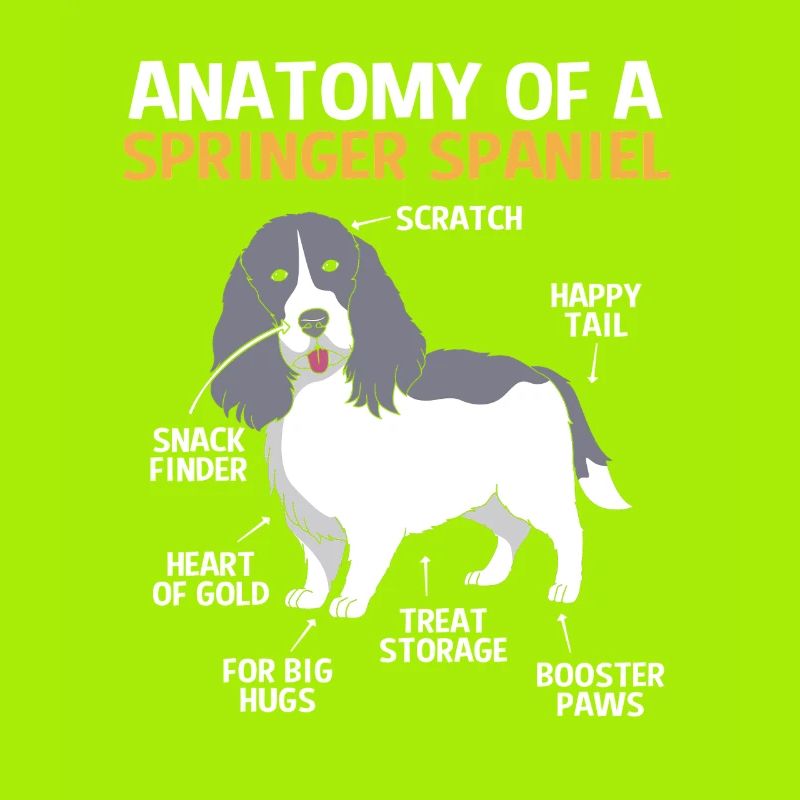 Springer Spaniel
