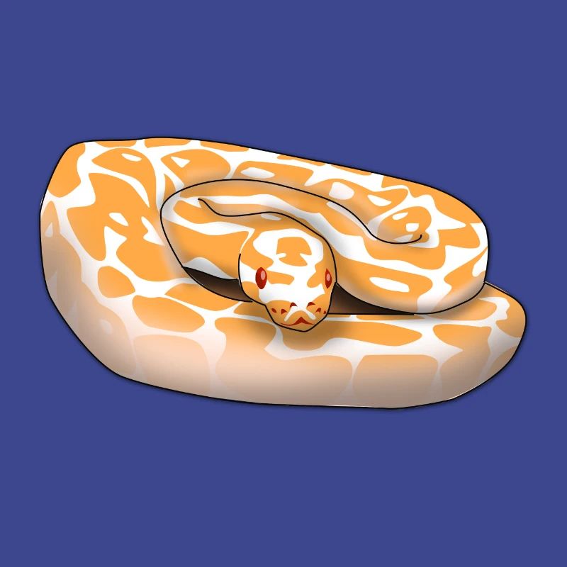 Lavender Albino Königspython (Python regius) Schla