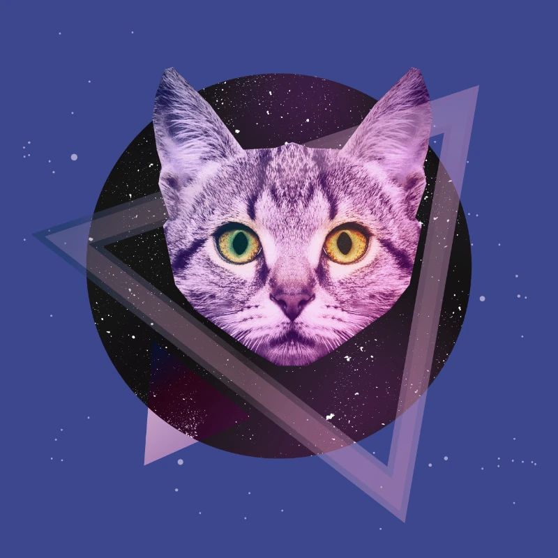 Chat de l'espace