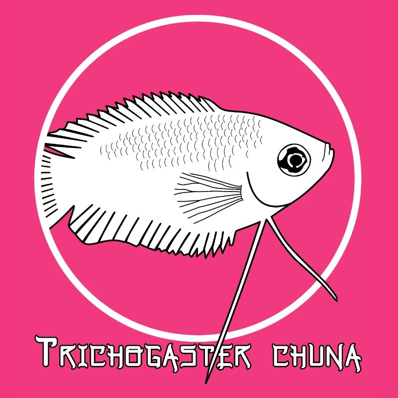 Trichogaster chuna