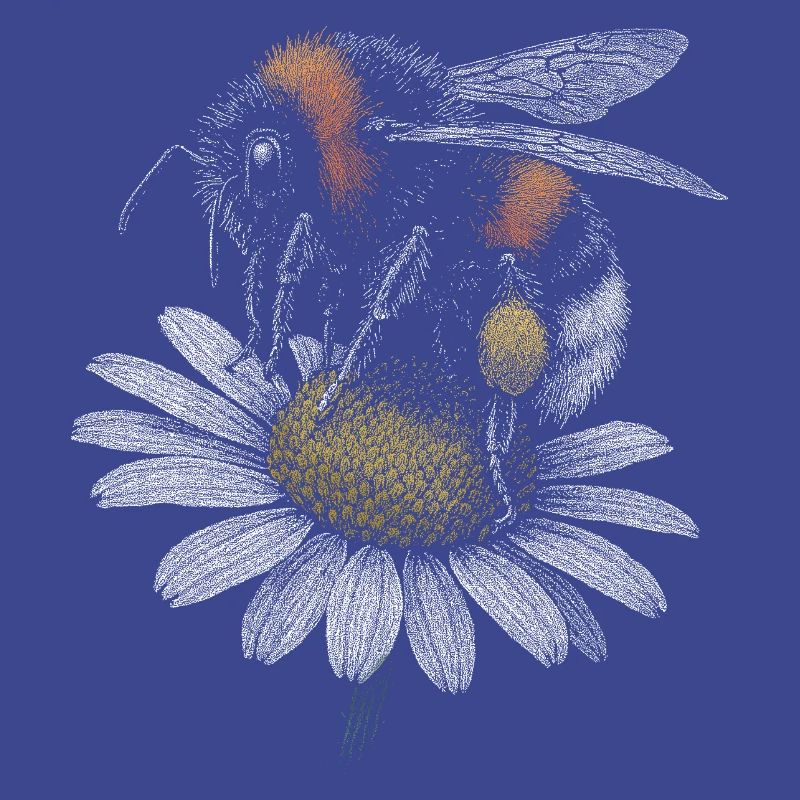 Bumblebee