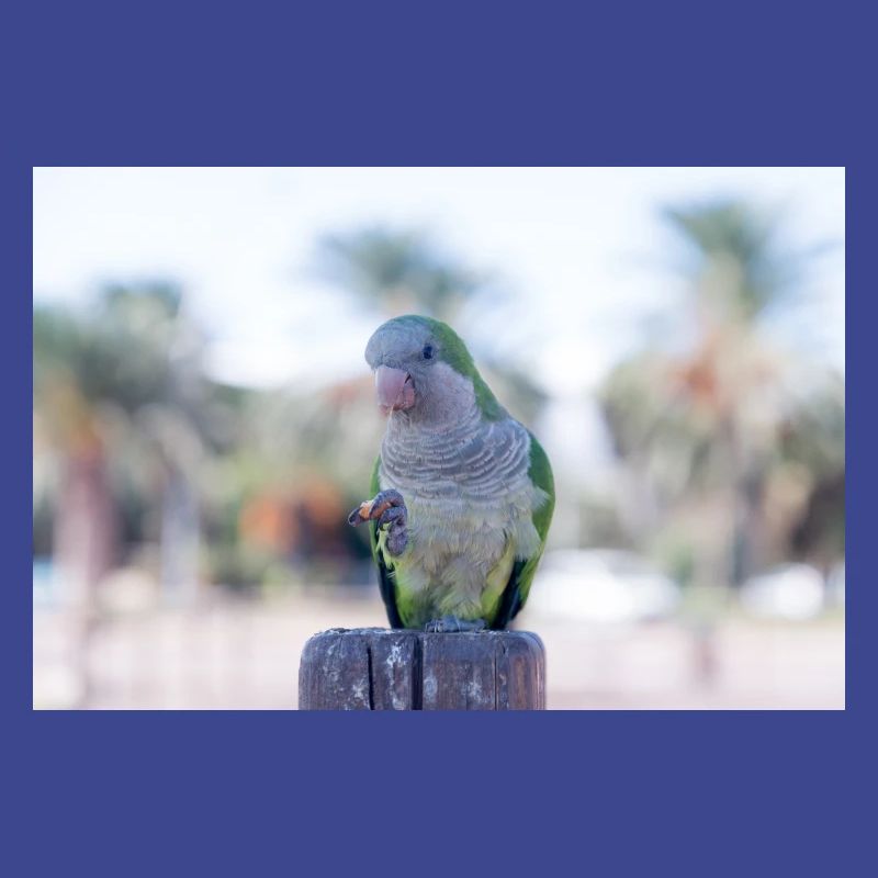 Monk Parrot