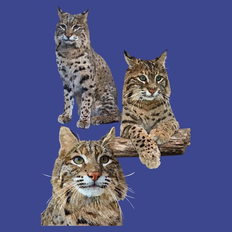 Luchs
