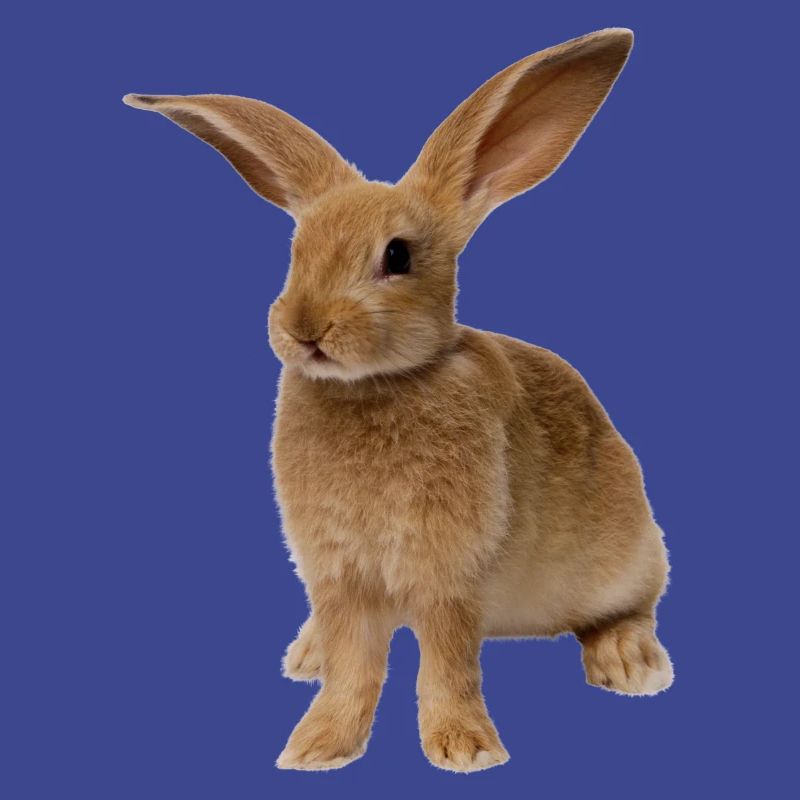 rabbit