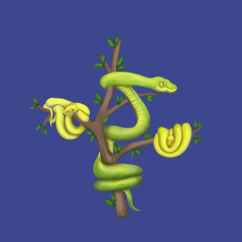 Der Grüne Python - Baumpython