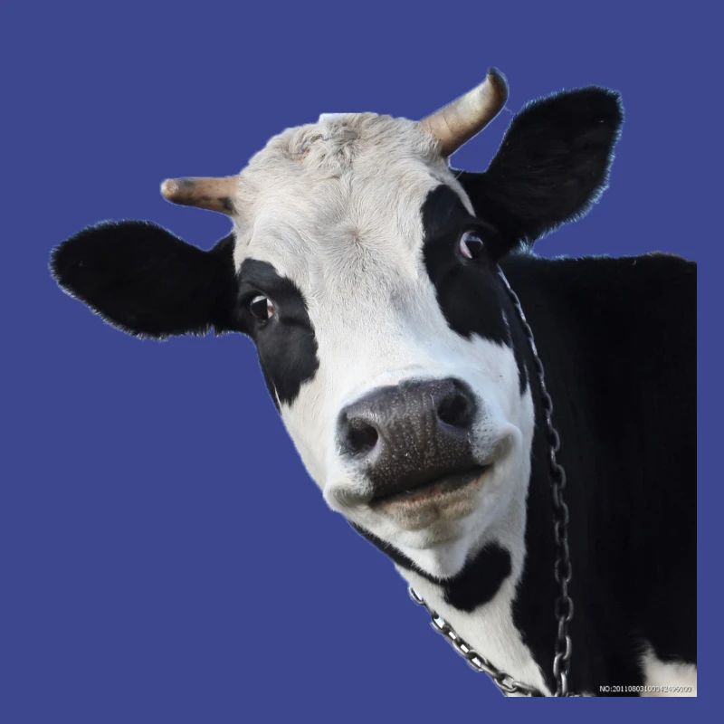 vache