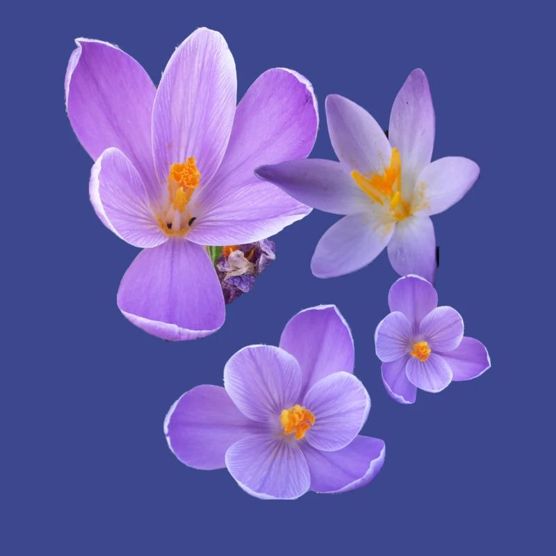 crocus, crocus, fleurs, violet, fleur
