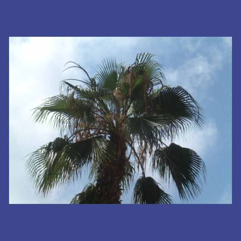 Palm tree